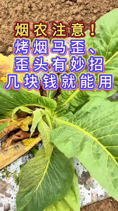 烟农注意，烤烟花叶马歪问题有妙招，几块钱就能用