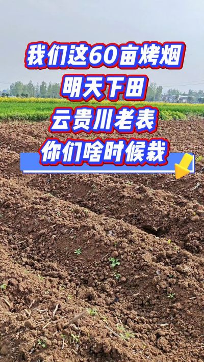烤烟移栽季，我们60亩明天下田，云贵川老表，你们开栽了吗？